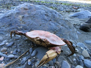 Close-up of crab on rock at beach