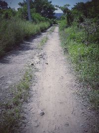 Dirt road amidst plants and trees