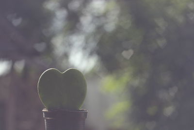 Close-up of heart shape made of potted plant