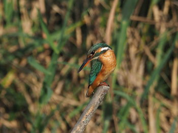 Close-up of bird perching on branch