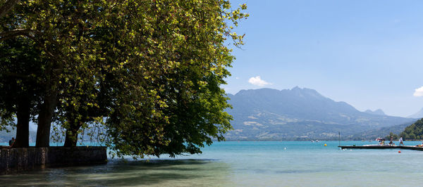 Tree by sea against sky