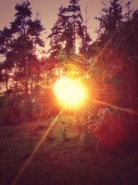 Sun shining through trees