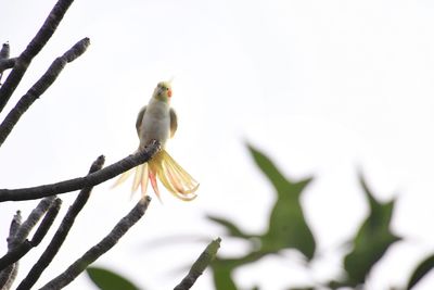 Close-up of bird perching on branch