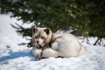 Close-up of snow fox on snow