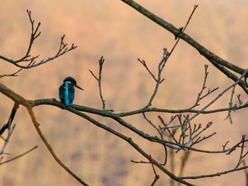 Low angle view of bird perching on branch