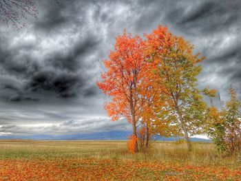 Tree on field against cloudy sky