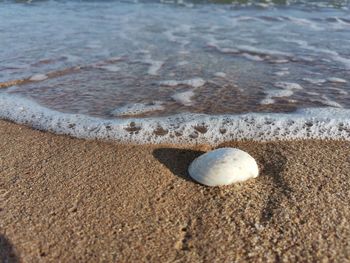 High angle view of shells on shore