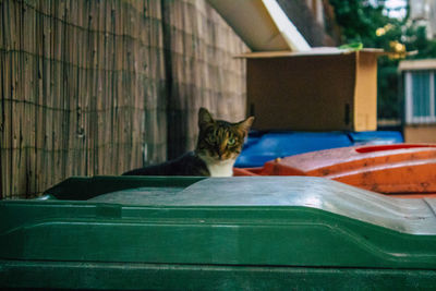 Portrait of cat relaxing on wood