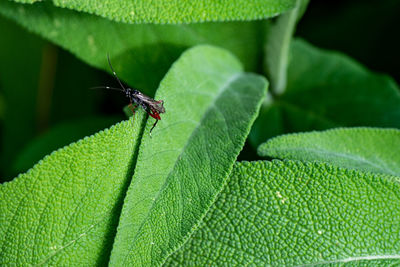 Close-up of insect on leaf