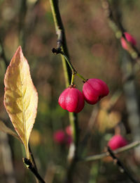 Close-up of red berries growing on tree