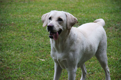 Portrait of dog standing on field