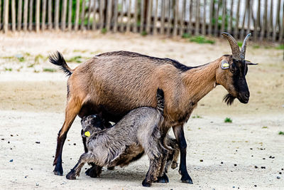 Children of goats suckle at the teat of their mother