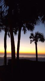 Silhouette of palm trees at sunset