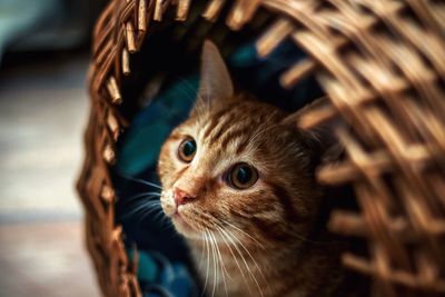 Close-up portrait of cat