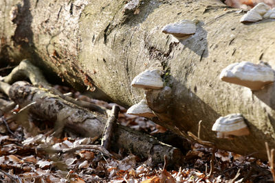 Close-up of mushrooms