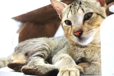 Close-up of a cat looking away