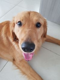 Close-up portrait of dog on floor