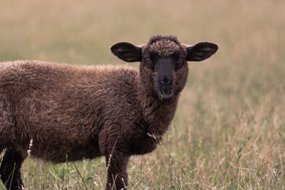 Portrait of an animal on field