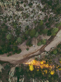 High angle view of flowering plants by road