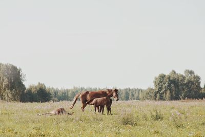 Horses in a field