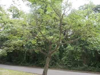 Trees in park