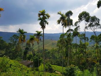 Scenic view of palm trees on landscape against sky