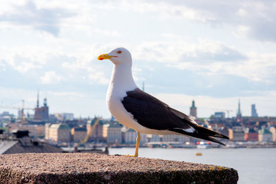 Seagull at the bridge with ocean and city of stockholm in background at sweden