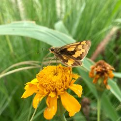 Close-up of butterfly pollinating on flower