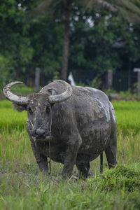 Elephant standing in a field