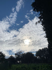 Low angle view of trees against sky