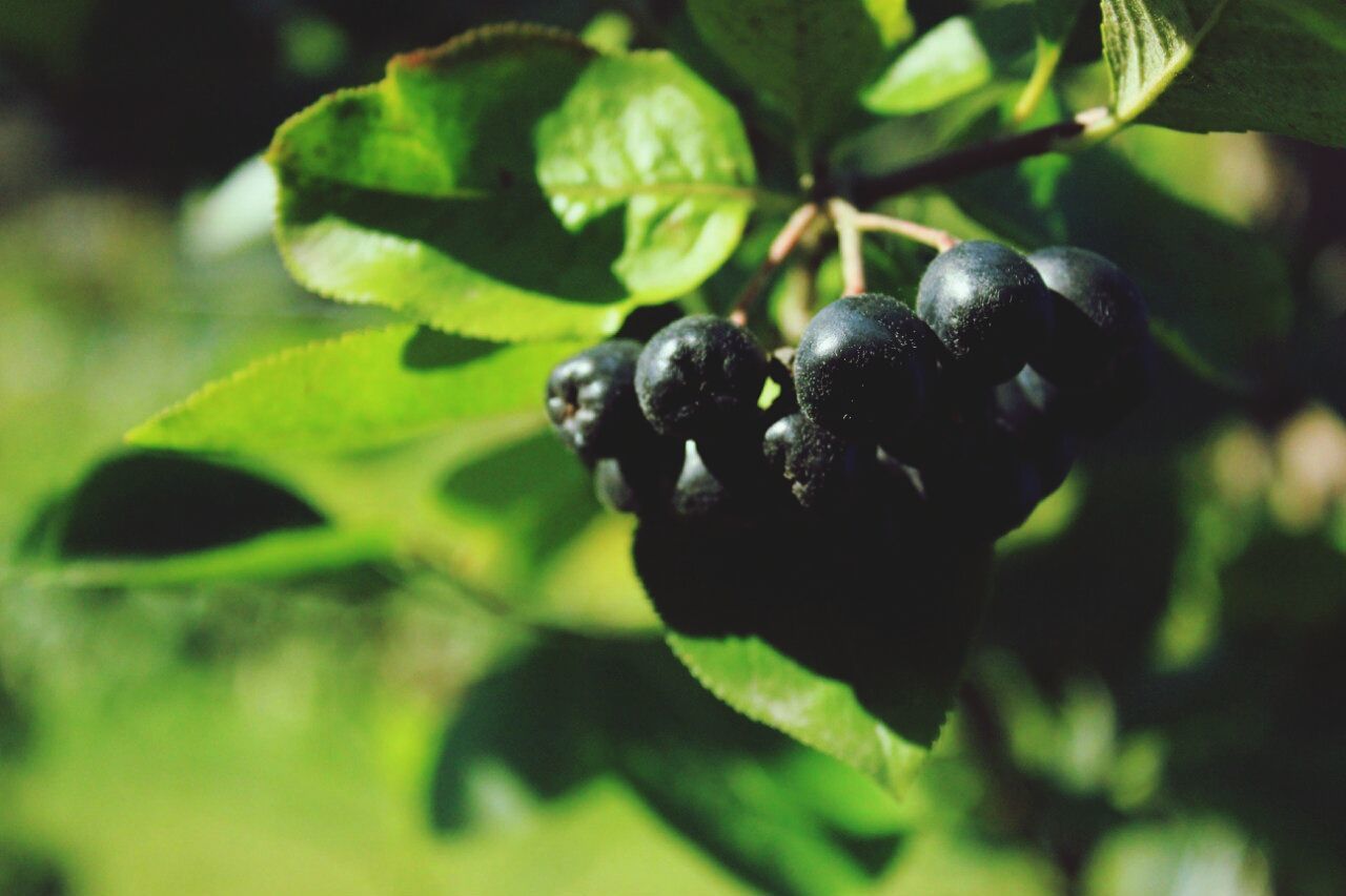 growth, green color, leaf, close-up, freshness, fruit, plant, selective focus, focus on foreground, nature, food and drink, food, beauty in nature, day, outdoors, healthy eating, no people, sunlight, black color, tree