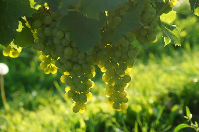 Close-up of grapes growing in vineyard