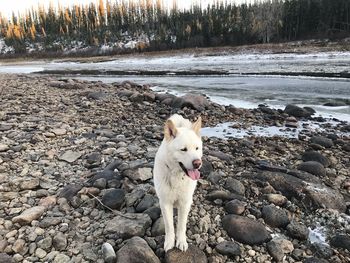 Dog standing on rock