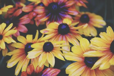 Close-up of yellow flowering plant