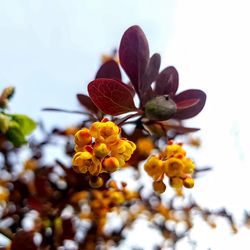 Low angle view of flowering plant against sky