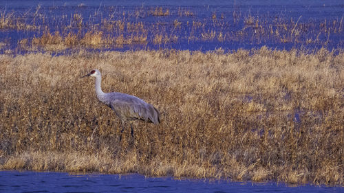 Side view of a crane bird on land near water 