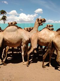 Camels standing outdoors