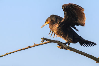 Cormorant balancing over branch against blue sky