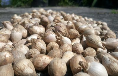 Close-up of onions