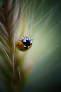 Close-up of ladybug against blurred background