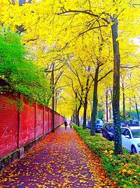 Narrow pathway along trees