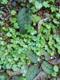 High angle view of plants