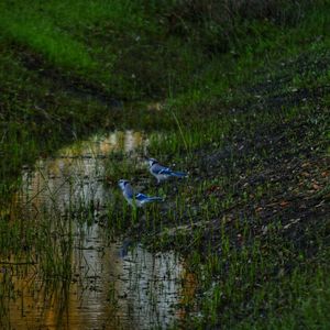 View of bird flying over lake