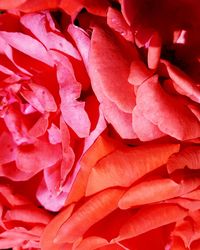 Extreme close up of flower