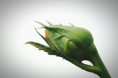 Close-up of lizard on plant against white background