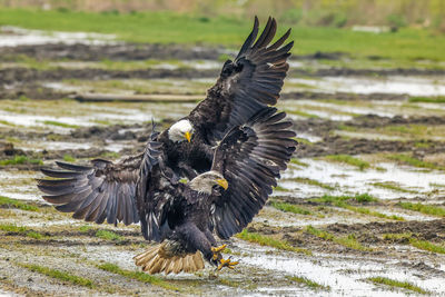 Bald eagles landing on wet field 