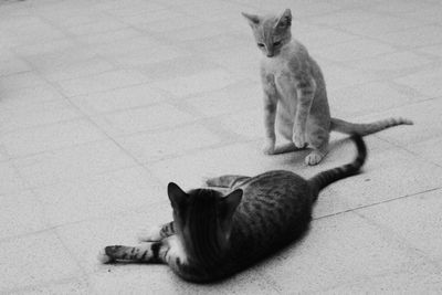 High angle view of cat relaxing on floor