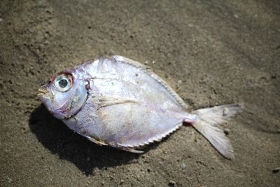 High angle view of dead fish on sand