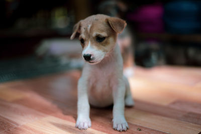 Dog looking away