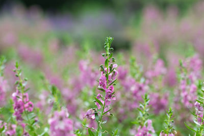 Close-up of insect on pink flower